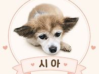 우리겁보 시아🐶