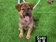 몽실몽실 찹쌀이~