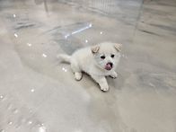 뭉치,머털,배추 삼형제!!