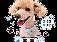 귀염둥이 푸들 조조🐶