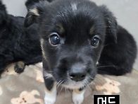[입양완료]맥스남매 순둥이..