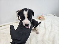 [기증완료]귀여운 먹구왕자..