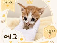 [입양전제 임시보호]소중한..