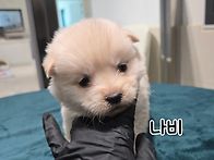 애교둥이 나비와 다비~&#