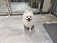 사랑둥이 모찌!!