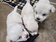 우리 가비(엄마)와 아이들..