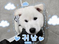 [입양완료]귀하디귀한 귀남..