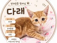 치즈왕자님 다래🐱