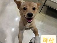 [입양완료]웃는미소가 매력..