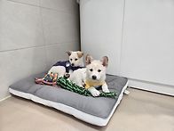 두나 와 다나🐶