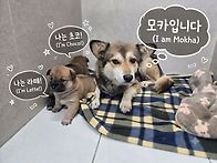 😘모카와 초코라떼
