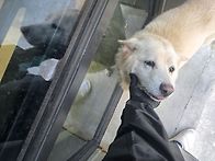 대형견 황순이를 소개합니..