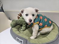 귀욤둥이 아기백구 루시&..