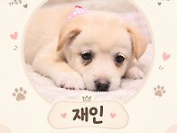 요조숙녀 재인이🐶