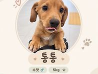 까불이 통통🐶