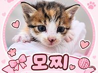 아기고양이 모찌 Ԁ..