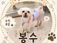 멋쟁이형님 봉수🐶
