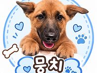 귀염둥이 숏다리뭉치🐶