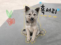 [입양완료]쫄보 흑서리~&..