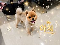 매력덩어리 아치가 왔어요..