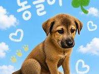 우리 얌전한 동글이를 소개..