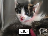 [입양완료]아기냥이 리나와..
