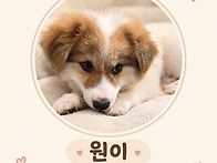 쫄보 원이~🐶