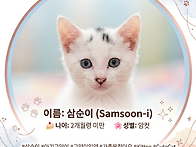 아기고양이 삼순이🐱