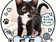 아기고양이 턱시도도🐱