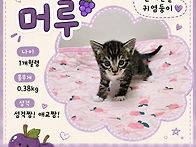 아기고양이 머루🐱