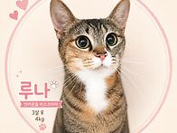 사랑스러운 고양이 루나&..