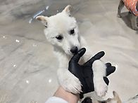 이쁜백구 아치~