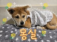 [입양완료]몽실몽실 몽실이..