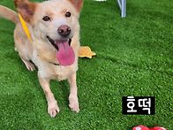 호떡 호떡 호떡