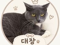 대장이 러시안블루🐱