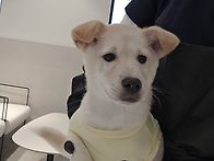 포포를 소개합니다