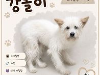 우리 강돌이 🐶