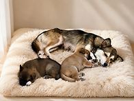 우리 똥강아지들🐶