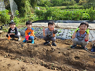 텃밭체험활동-고구마캐기&..