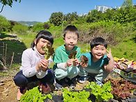 텃밭에서 상추수확하기