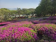 영인산 철쭉