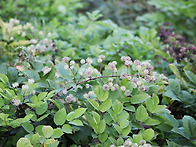 남해 고현,설천에..