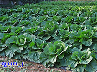 남해,고현,설천의..