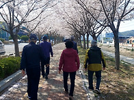 어르신 벚꽃 나들이