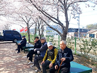 어르신 벚꽃 나들이