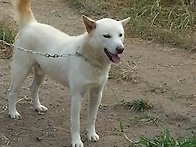 견명:여포 2015년도진도군..