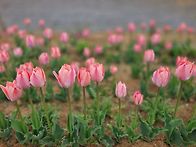 눈코뜰새없이 바쁜 봄날 ..