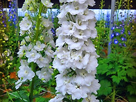 조카네농장 델피늄 (하늘까..