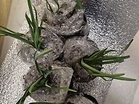 잘~도착 향기별꽃 핑크