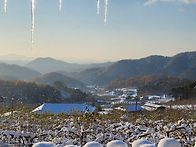 장미 한송이